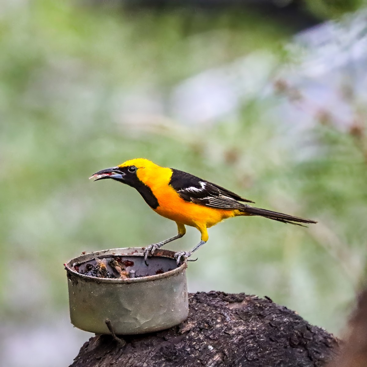 Hooded Oriole - ML642821189