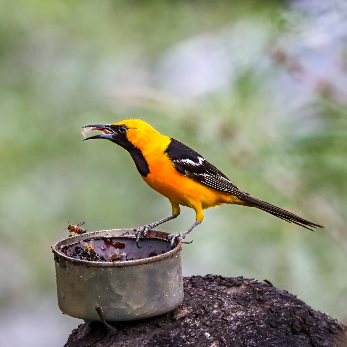 Hooded Oriole - ML642821190