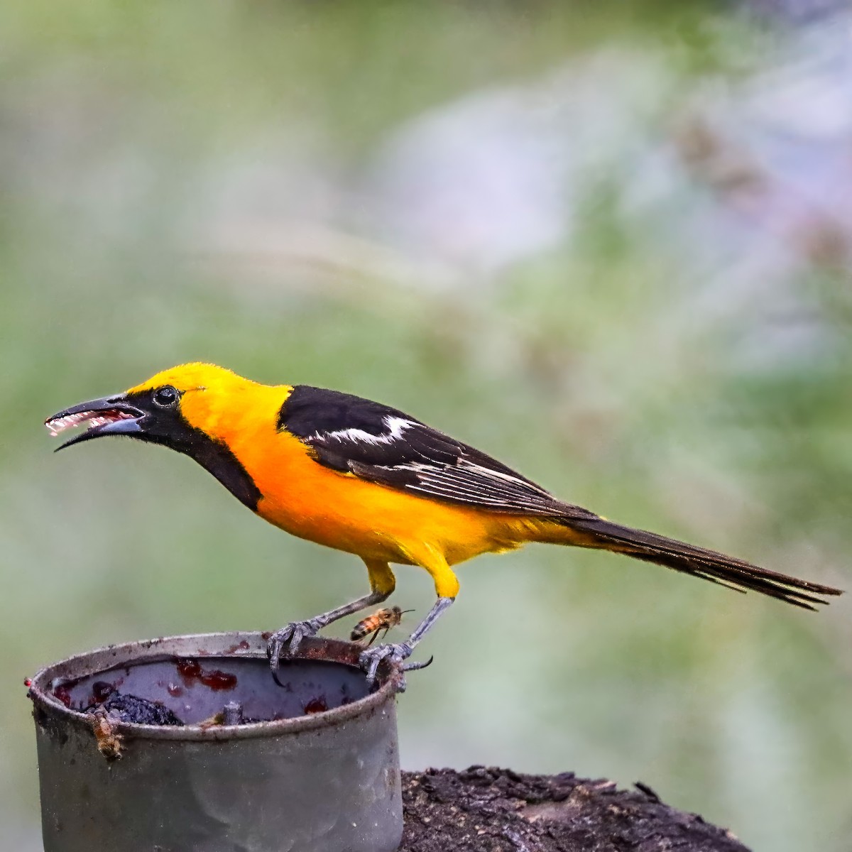 Hooded Oriole - ML642821191