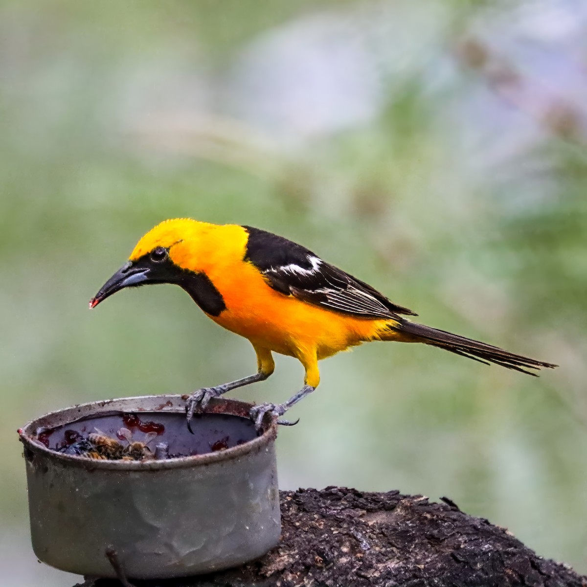 Hooded Oriole - ML642821192