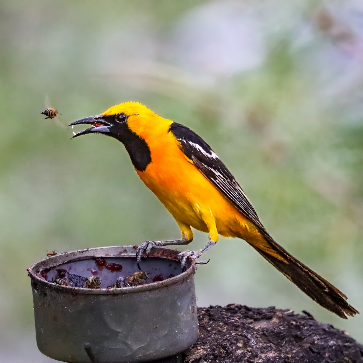 Hooded Oriole - ML642821193