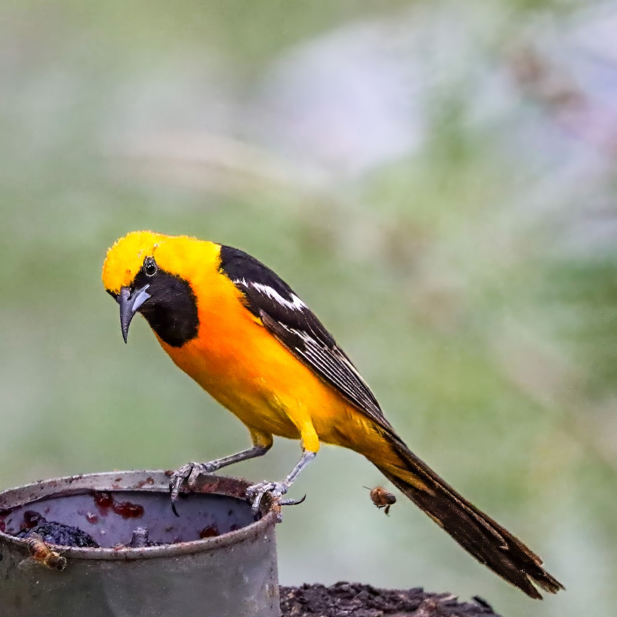 Hooded Oriole - ML642821194