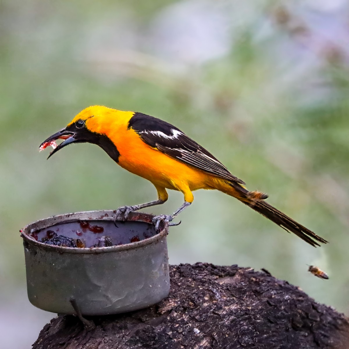 Hooded Oriole - ML642821195