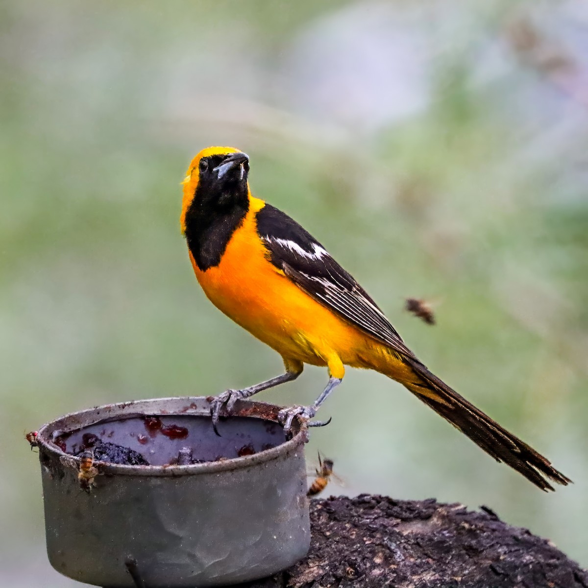 Hooded Oriole - ML642821196