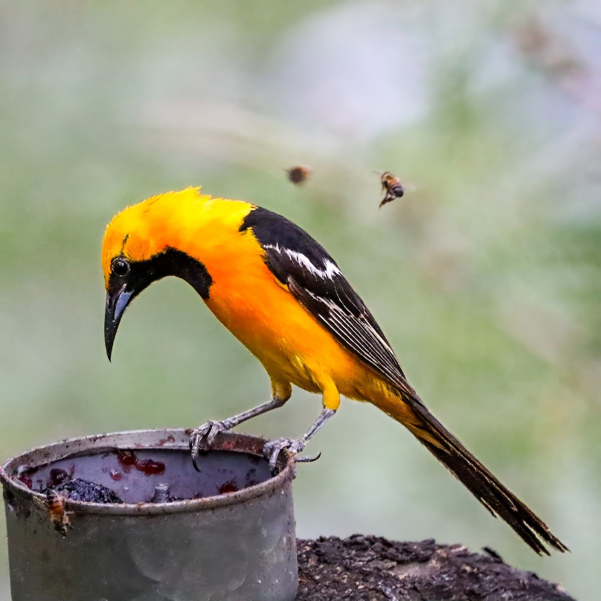 Hooded Oriole - ML642821197