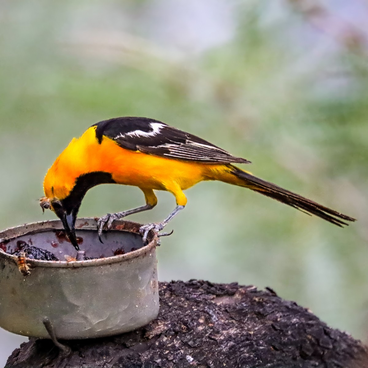 Hooded Oriole - ML642821198