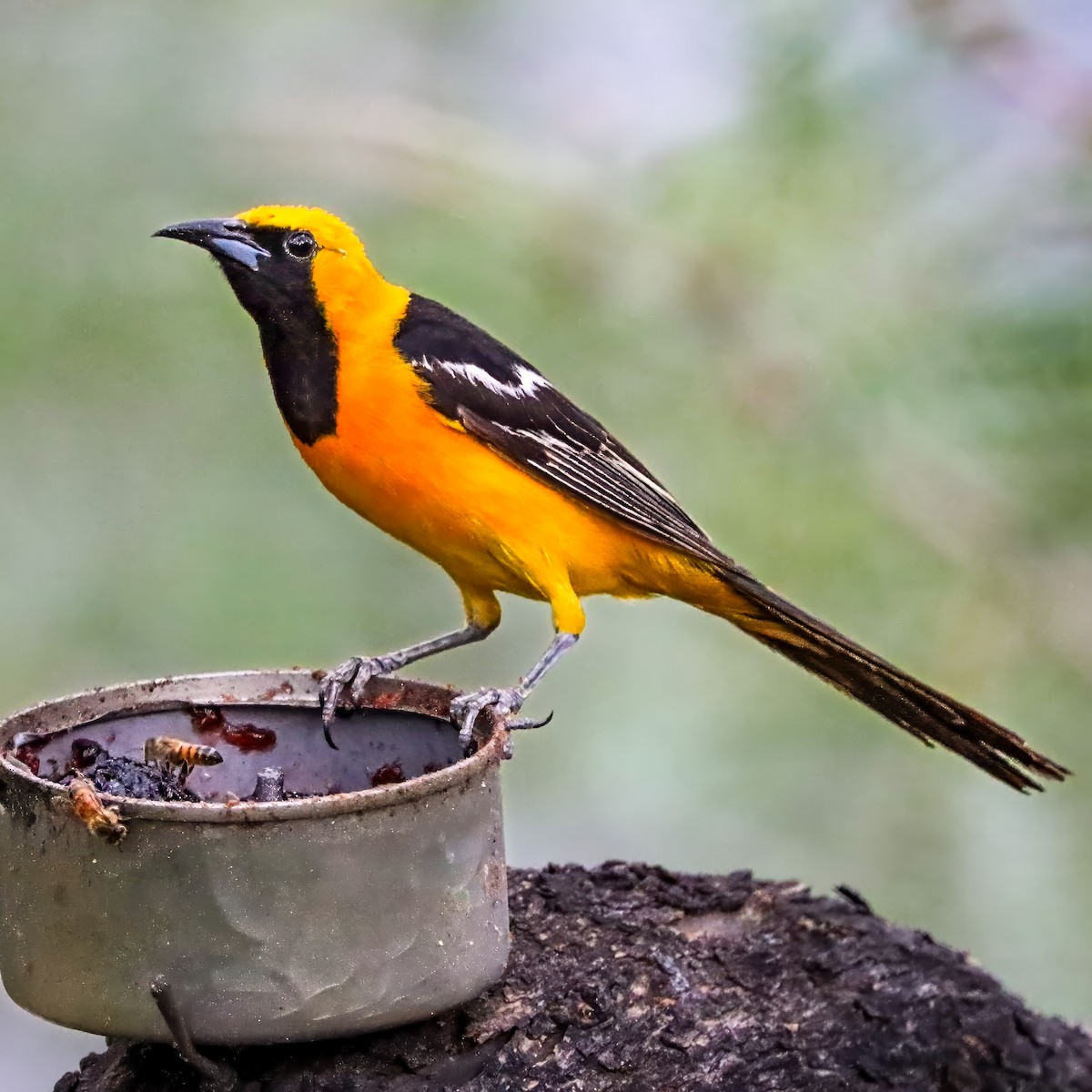 Hooded Oriole - ML642821200