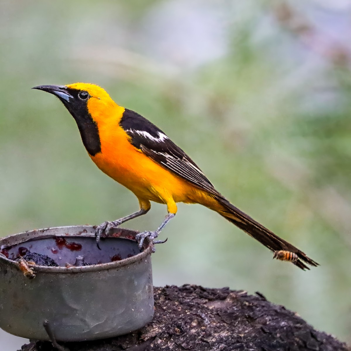 Hooded Oriole - ML642821201