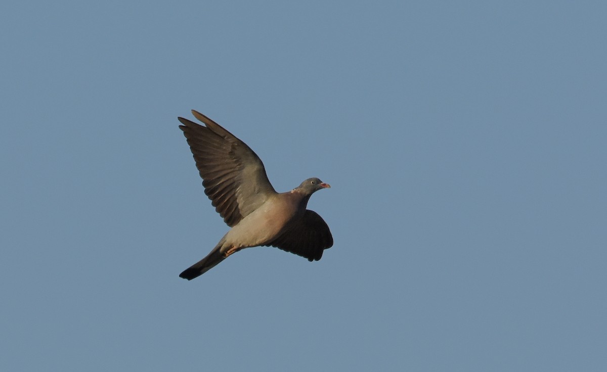 Common Wood-Pigeon - ML642821207