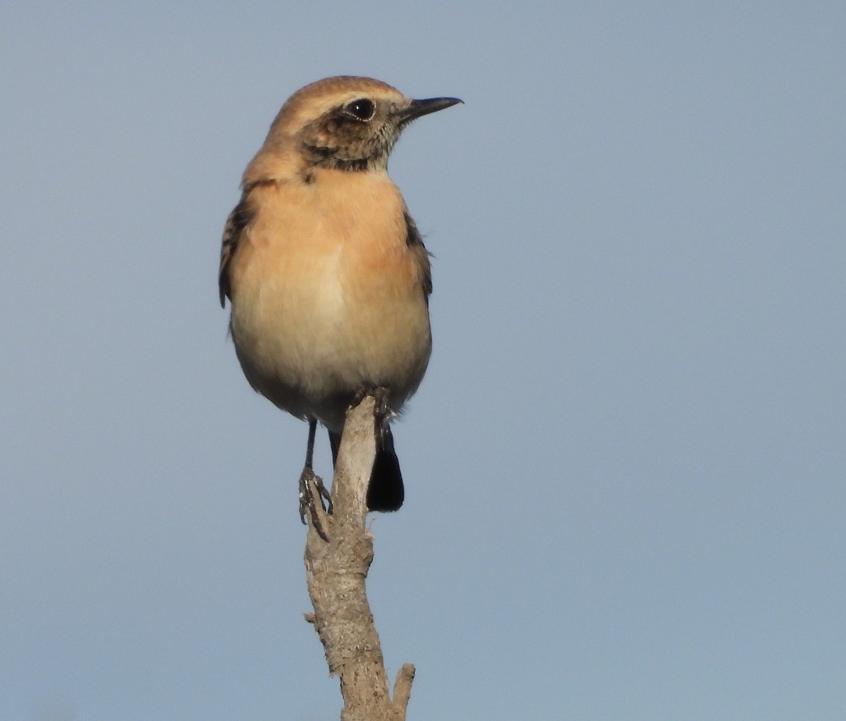 Traquet du désert - ML642821208