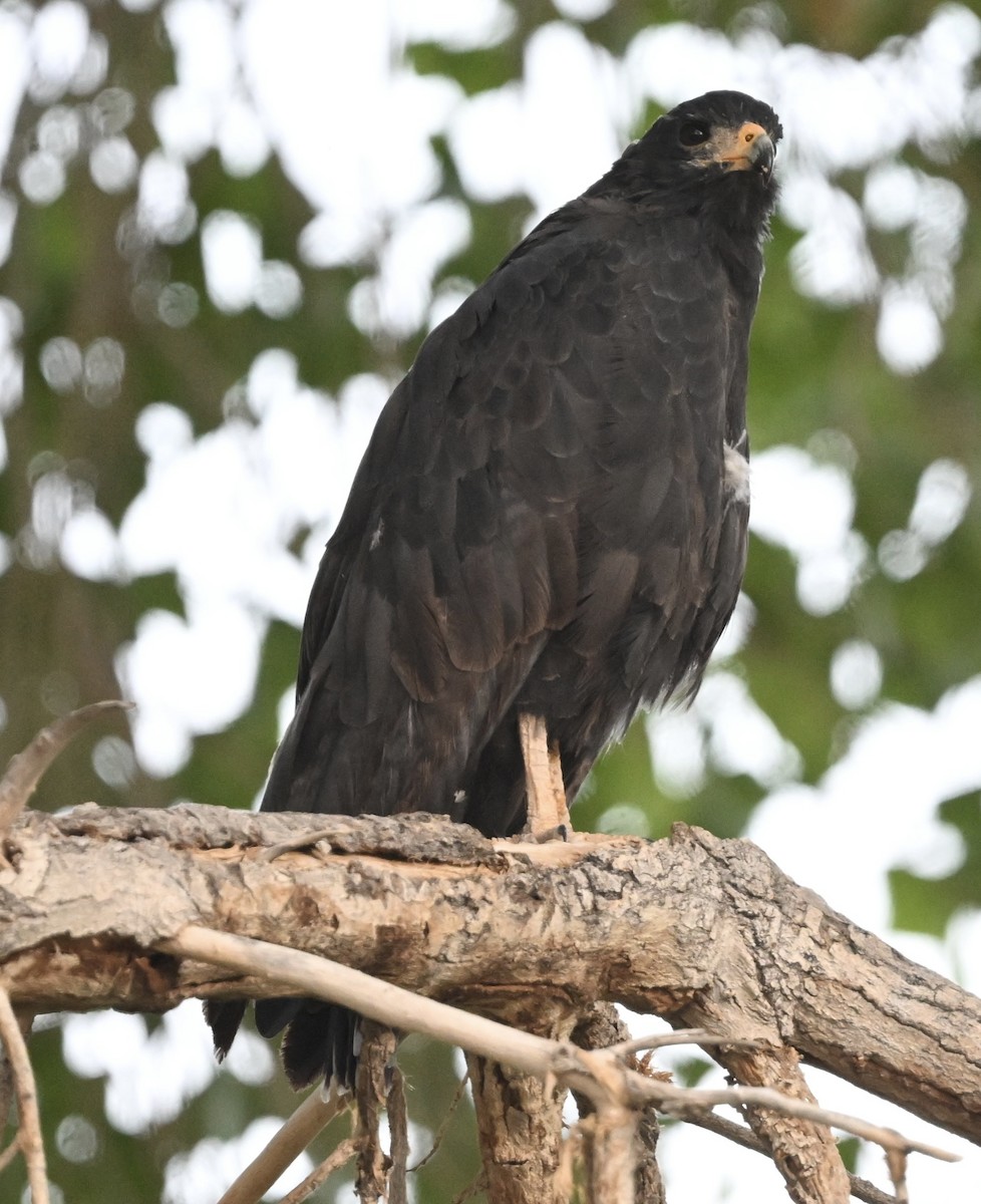 Common Black Hawk - ML642821209