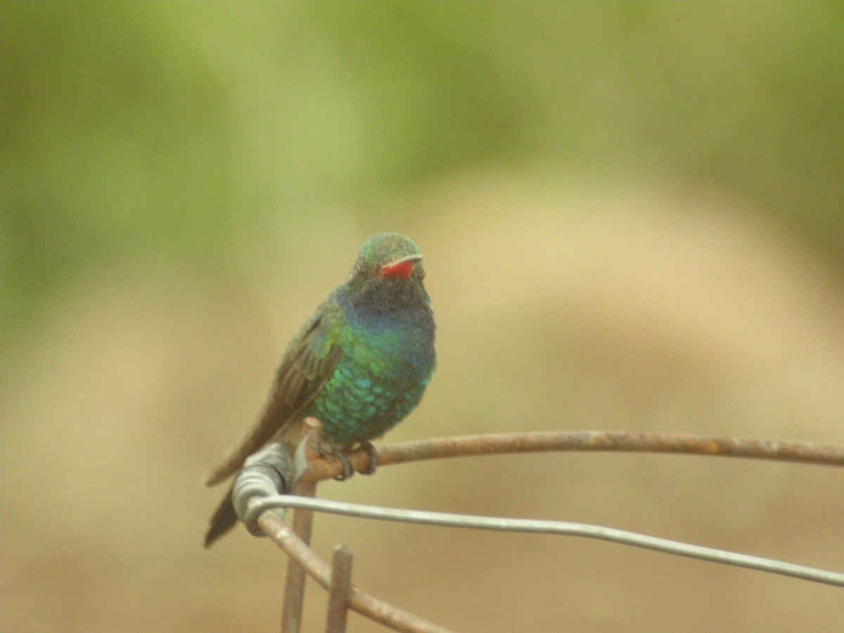 Broad-billed Hummingbird - ML642821210