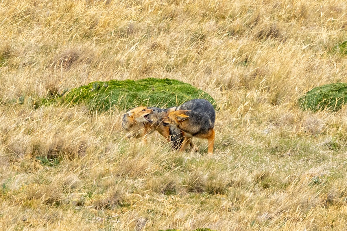 Andean Culpeo - ML642821213