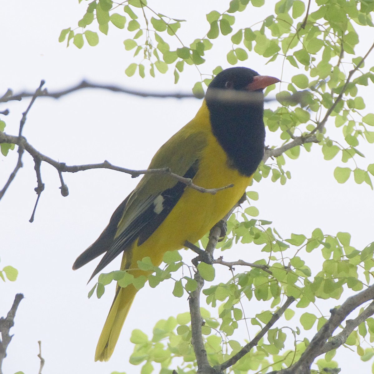 African Black-headed Oriole - ML642821220