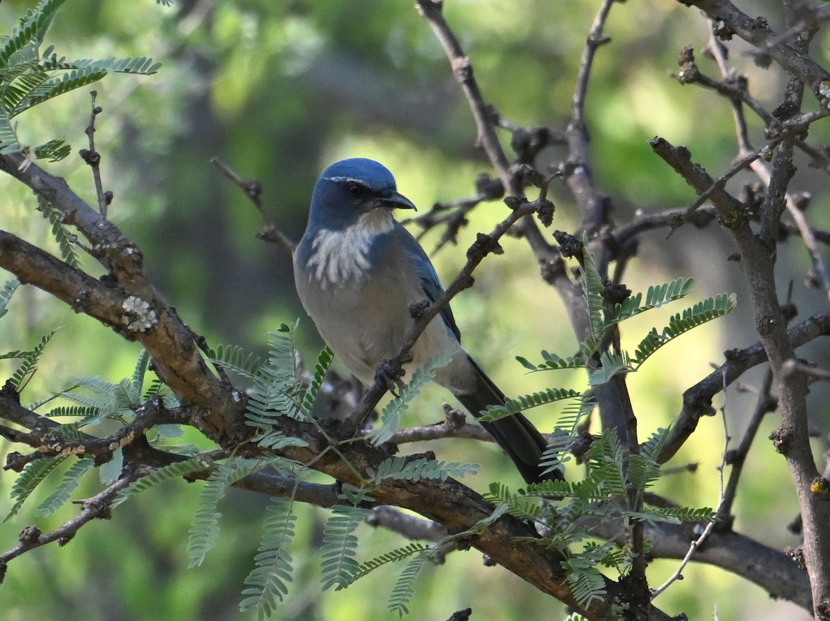 Woodhouse's Scrub-Jay - ML642821222