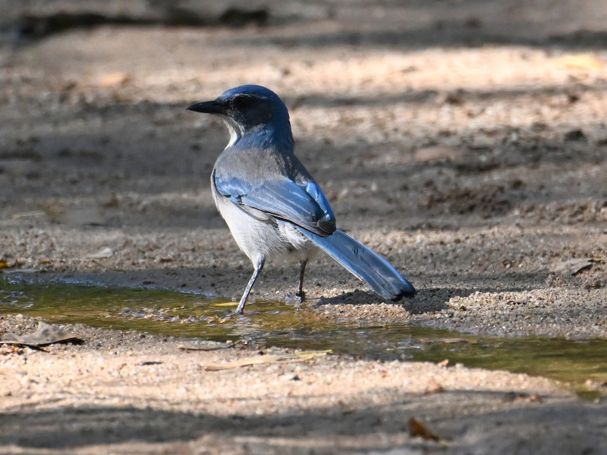 Woodhouse's Scrub-Jay - ML642821223