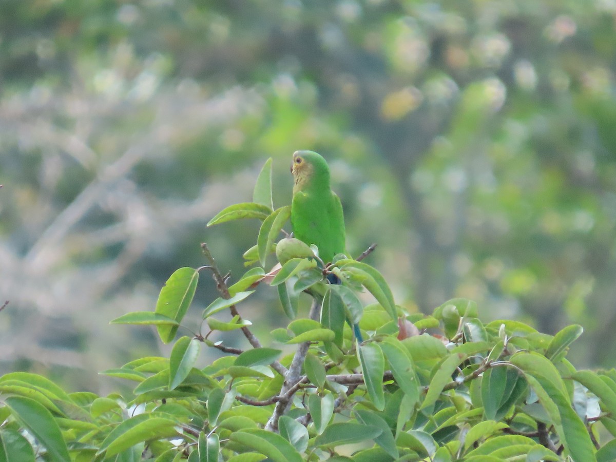 Brown-throated Parakeet - ML642821237
