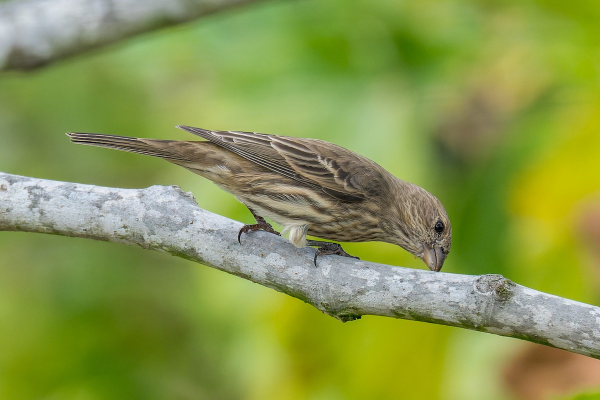 House Finch - ML642821239