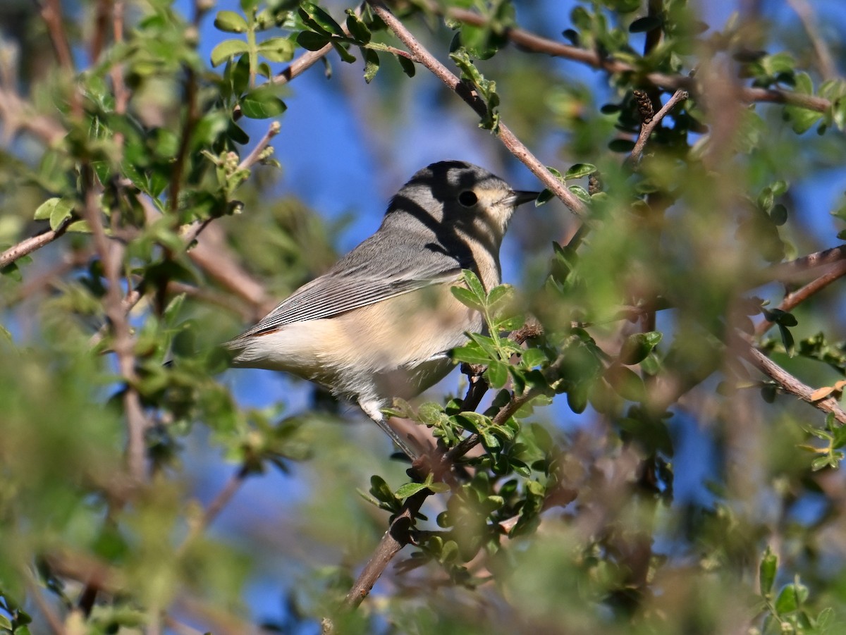 Lucy's Warbler - ML642821244