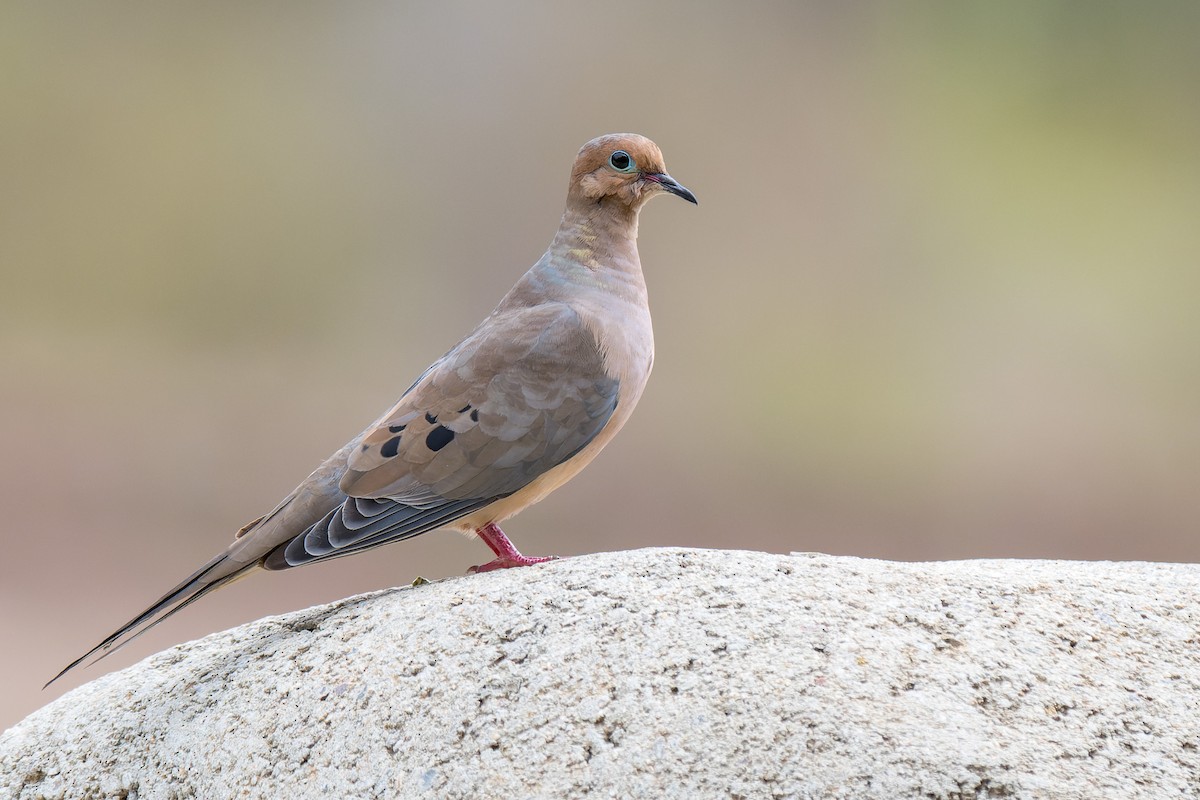 Mourning Dove - ML642821249