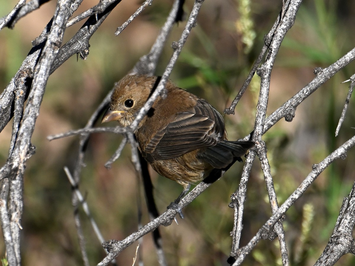 Varied Bunting - ML642821251