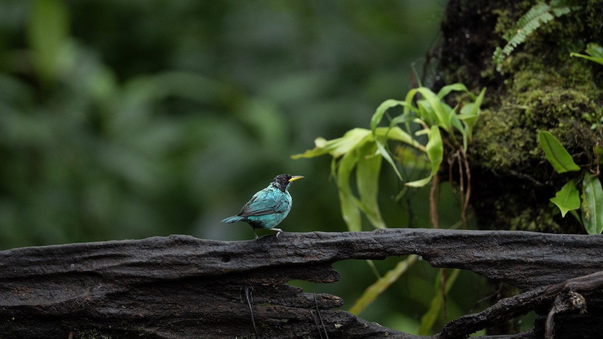 Green Honeycreeper - ML642821253