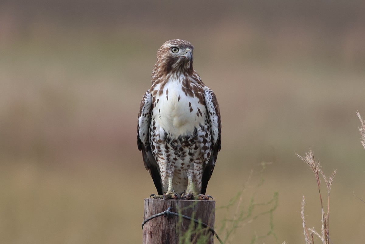 Red-tailed Hawk - ML642821254