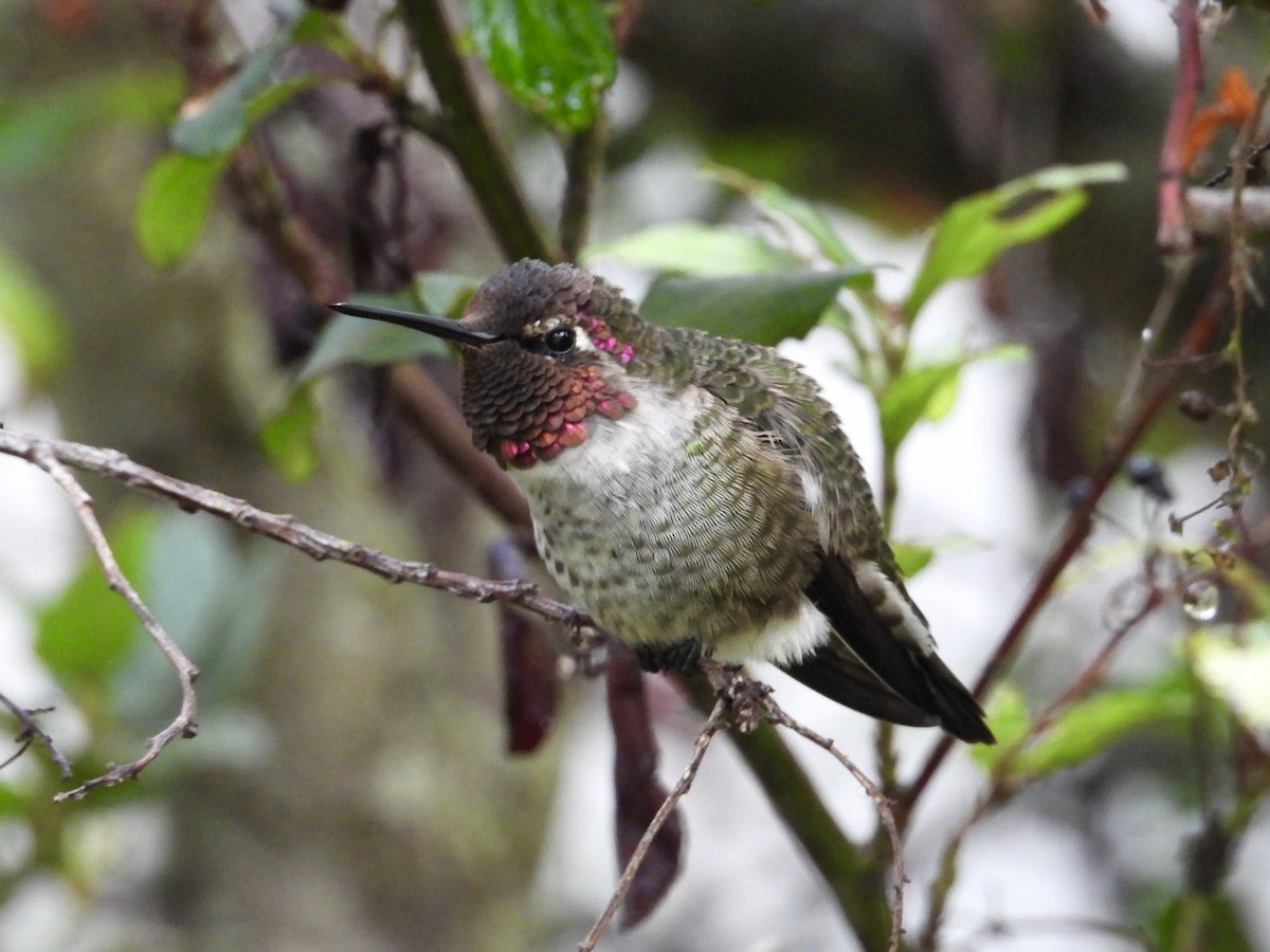 Anna's Hummingbird - ML642821255