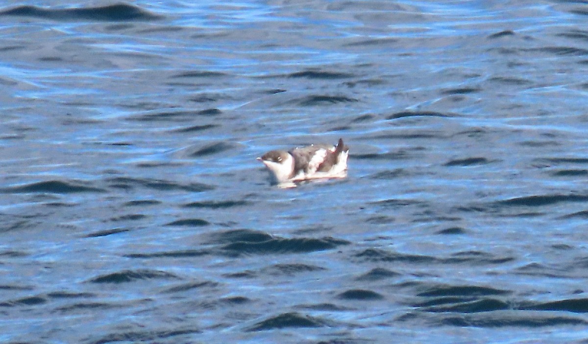 Marbled Murrelet - ML642821256