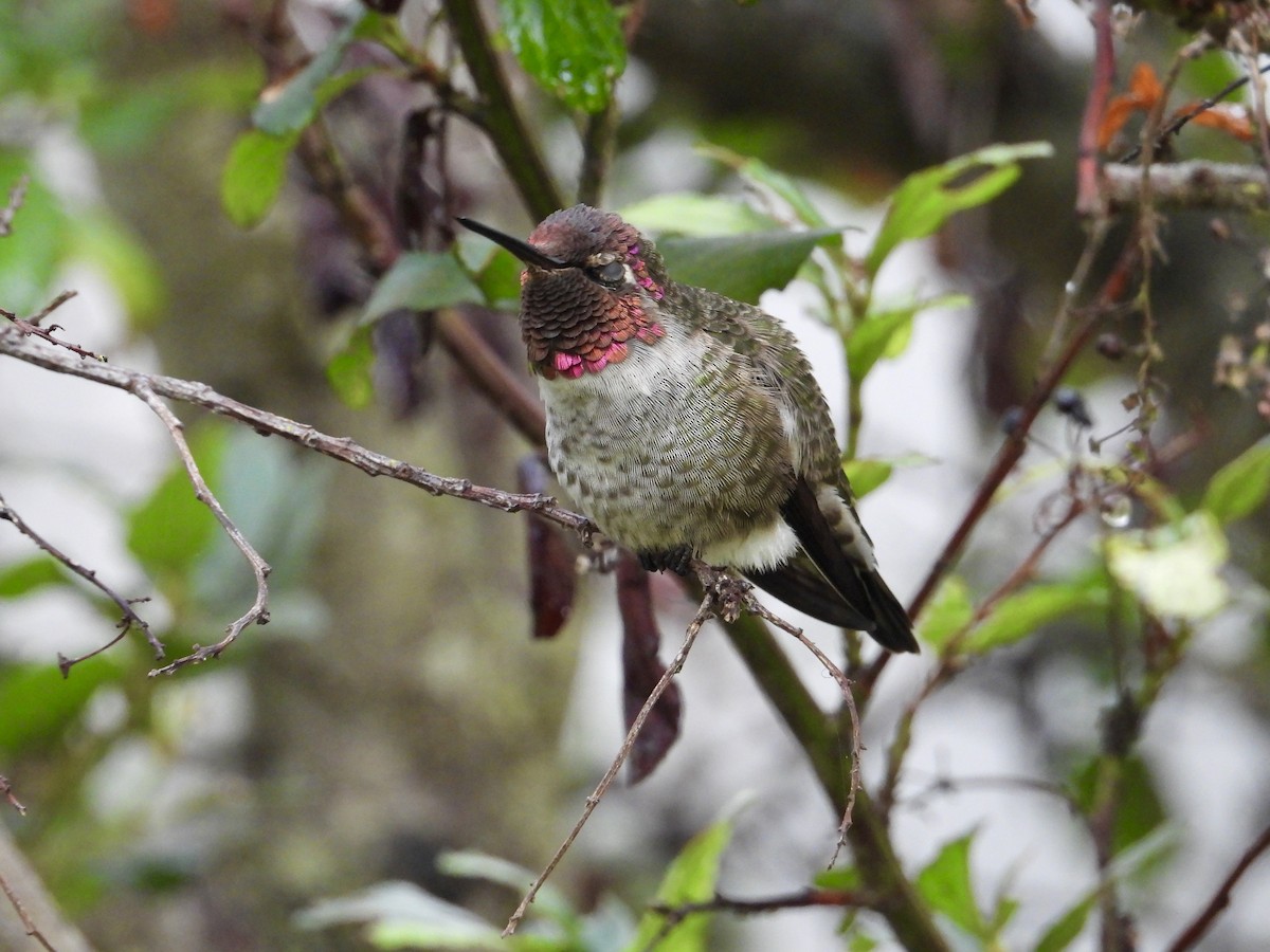 Anna's Hummingbird - ML642821261