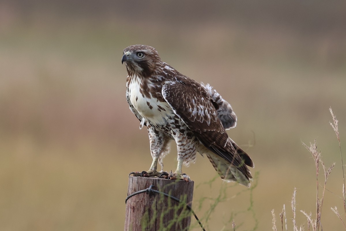 Red-tailed Hawk - ML642821275