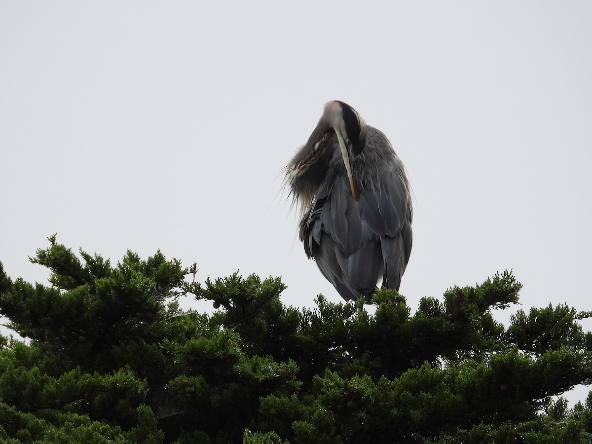 Great Blue Heron - ML642821279