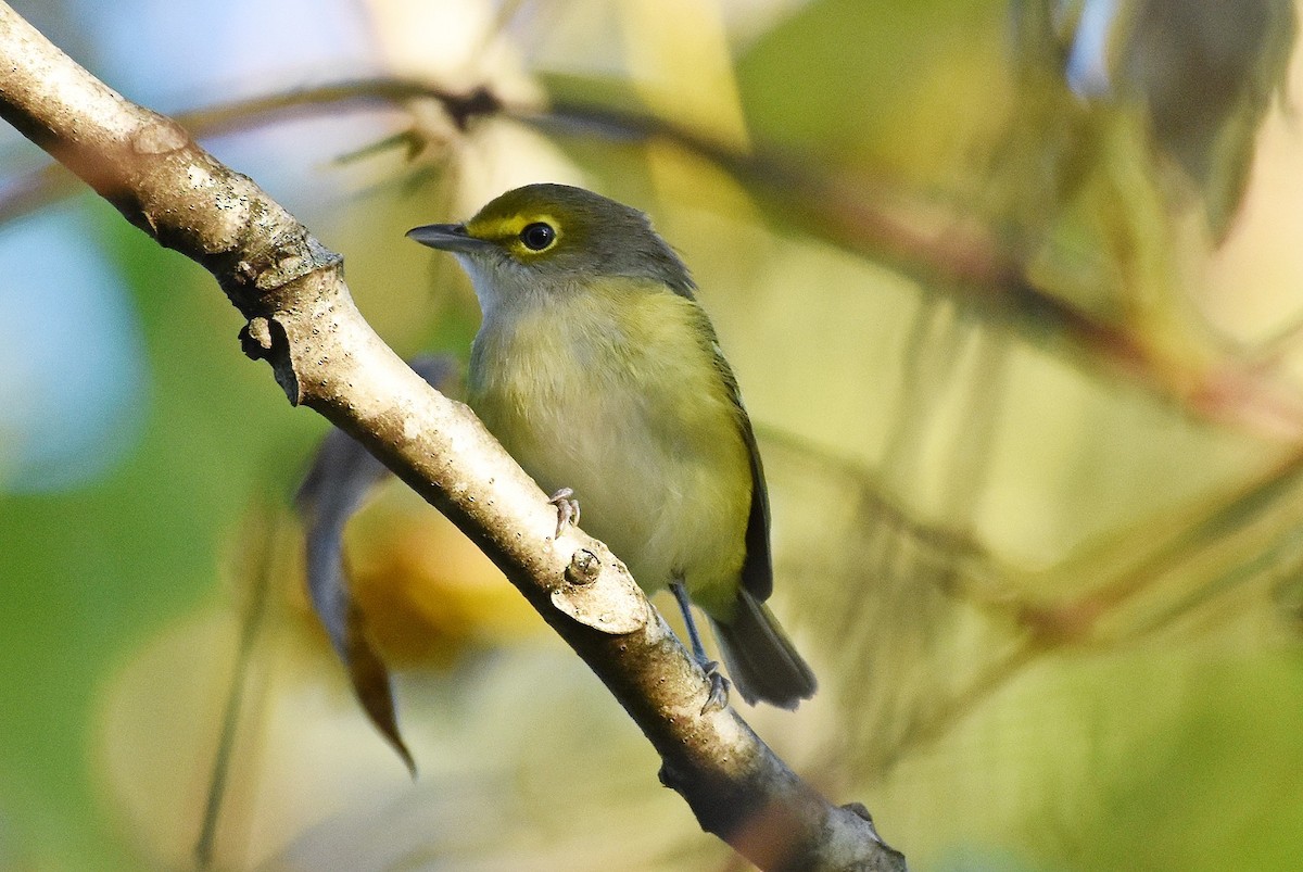 White-eyed Vireo - ML642821282
