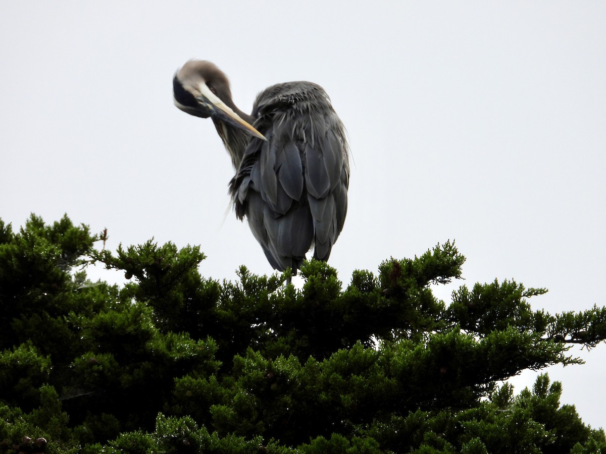 Great Blue Heron - ML642821285