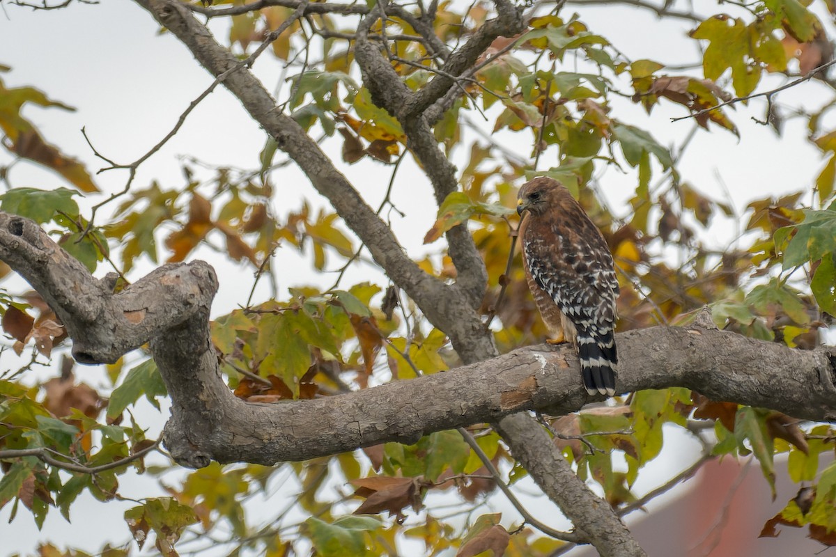 Red-shouldered Hawk - ML642821290