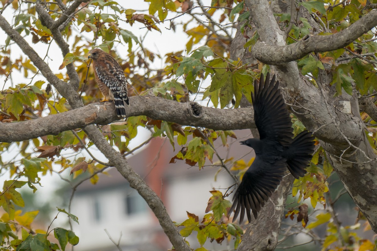 Red-shouldered Hawk - ML642821291