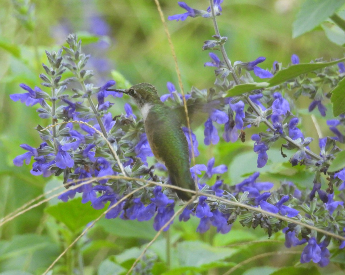 Ruby-throated Hummingbird - ML642821292