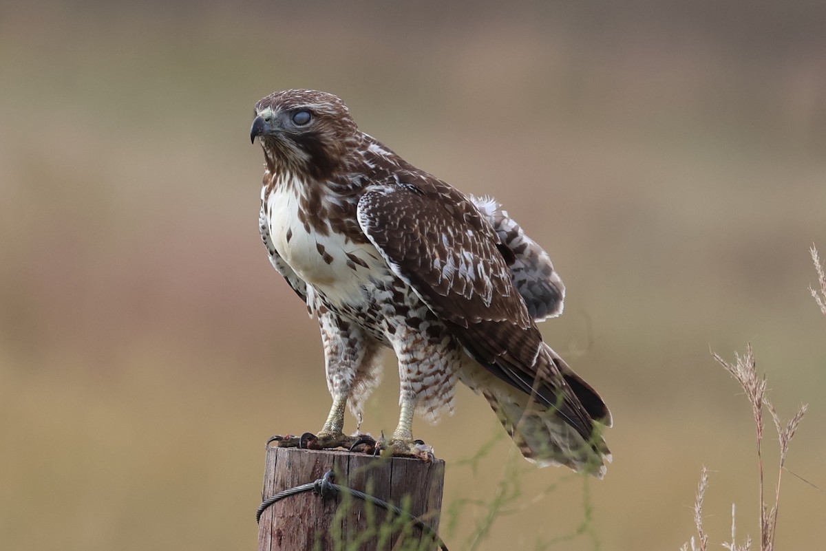 Red-tailed Hawk - ML642821293