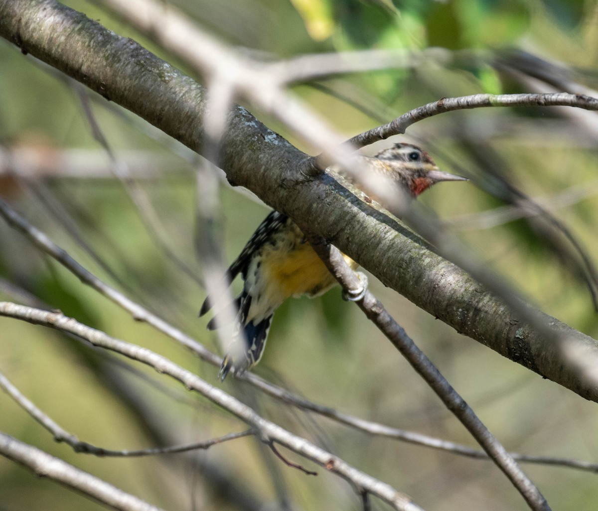 Yellow-bellied Sapsucker - ML642821295