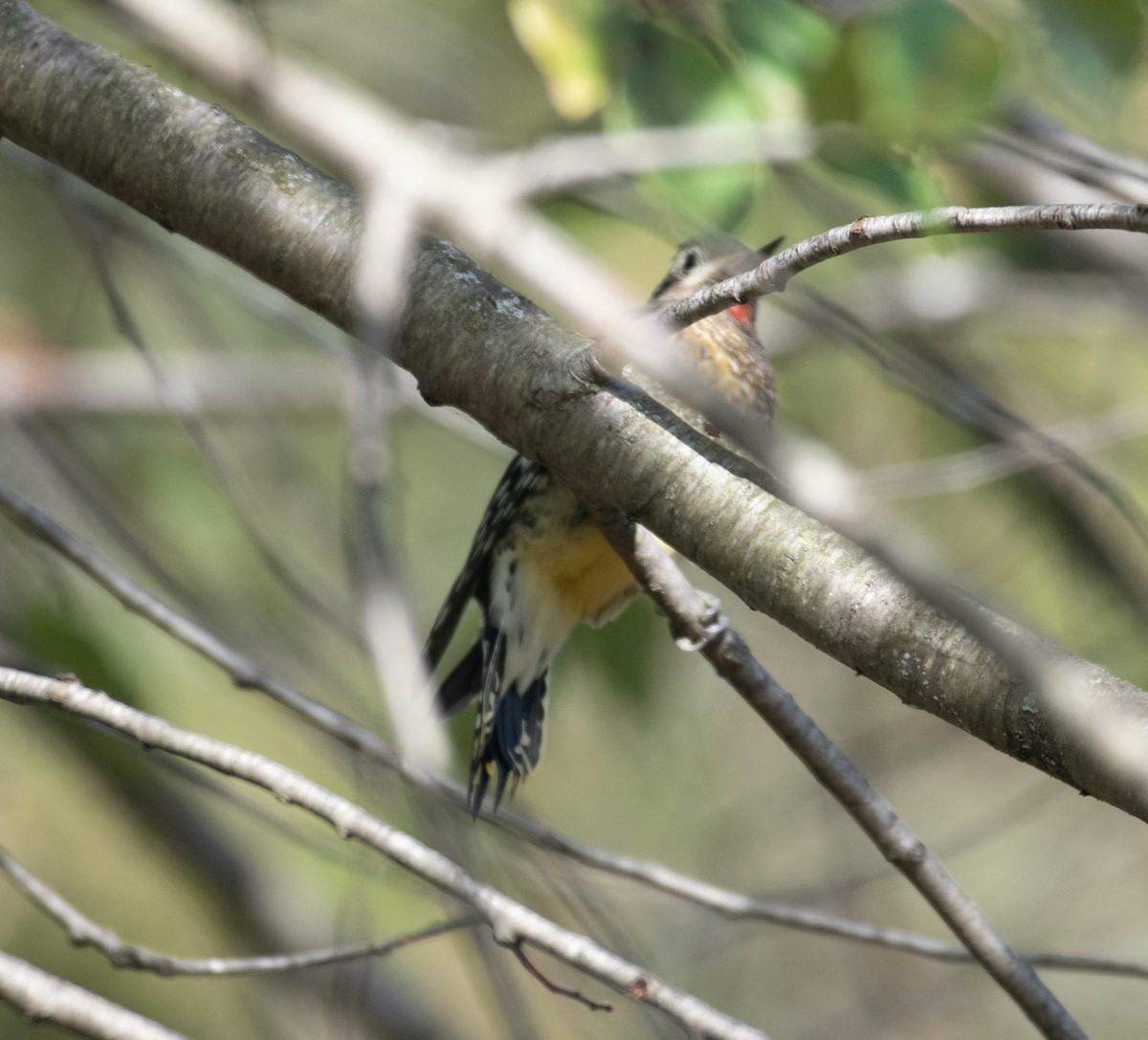 Yellow-bellied Sapsucker - ML642821297