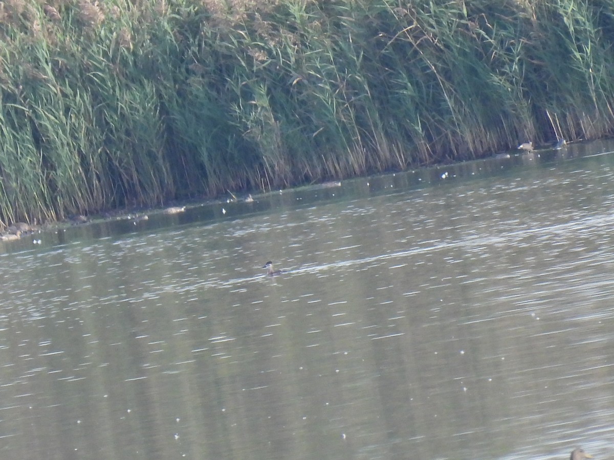 Ring-necked Duck - ML642821298