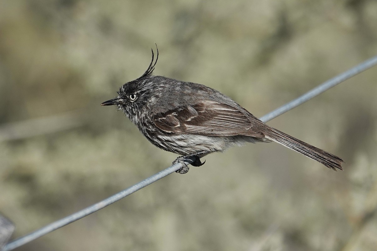 Tufted Tit-Tyrant - ML642821299
