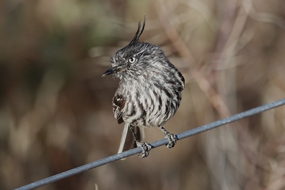 Tufted Tit-Tyrant - ML642821300