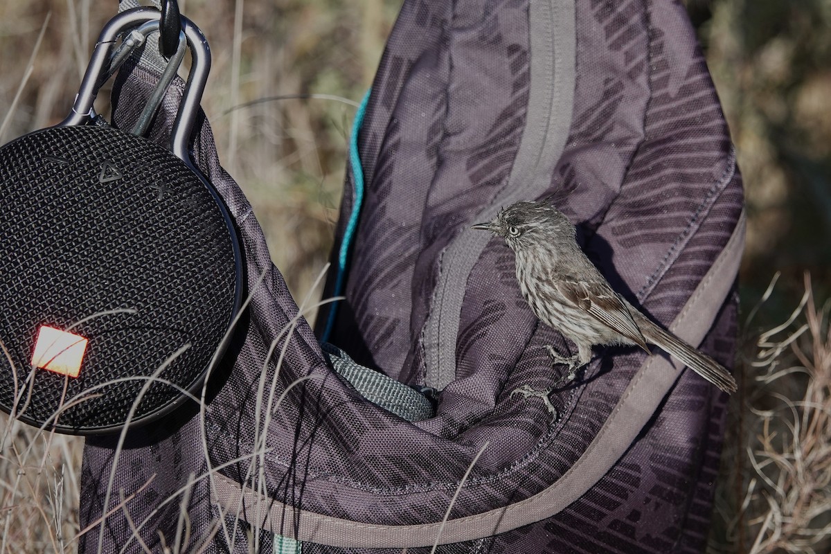 Tufted Tit-Tyrant - ML642821301