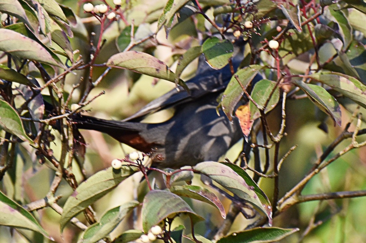 Gray Catbird - ML642821302