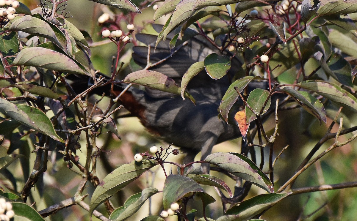 Gray Catbird - ML642821303