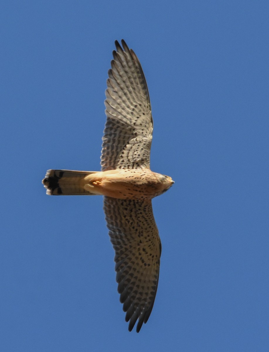 Eurasian Kestrel - ML642821304
