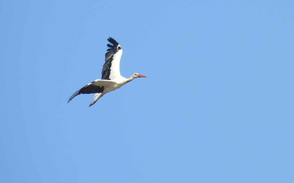 White Stork - ML642821305