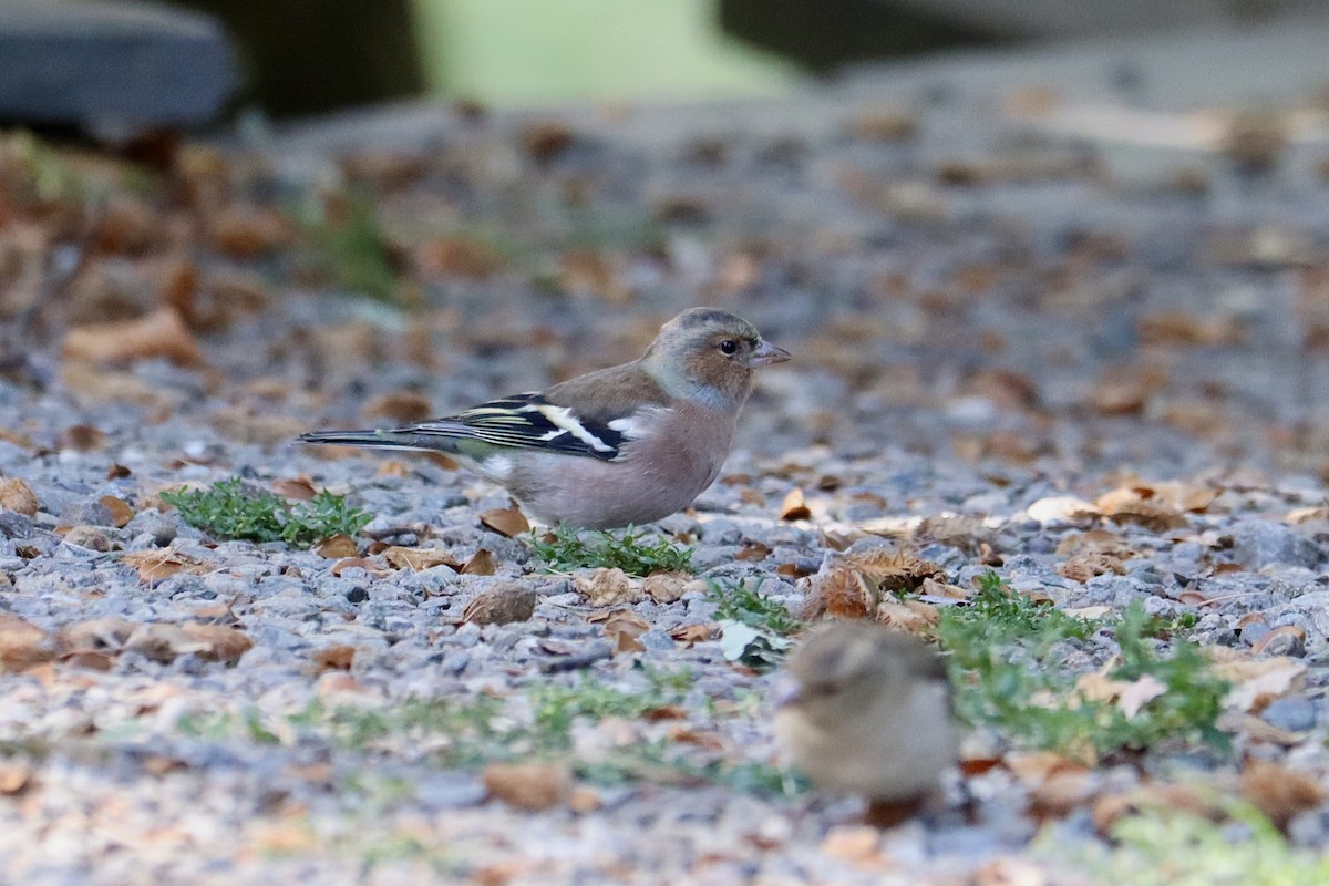 Common Chaffinch - ML642821306