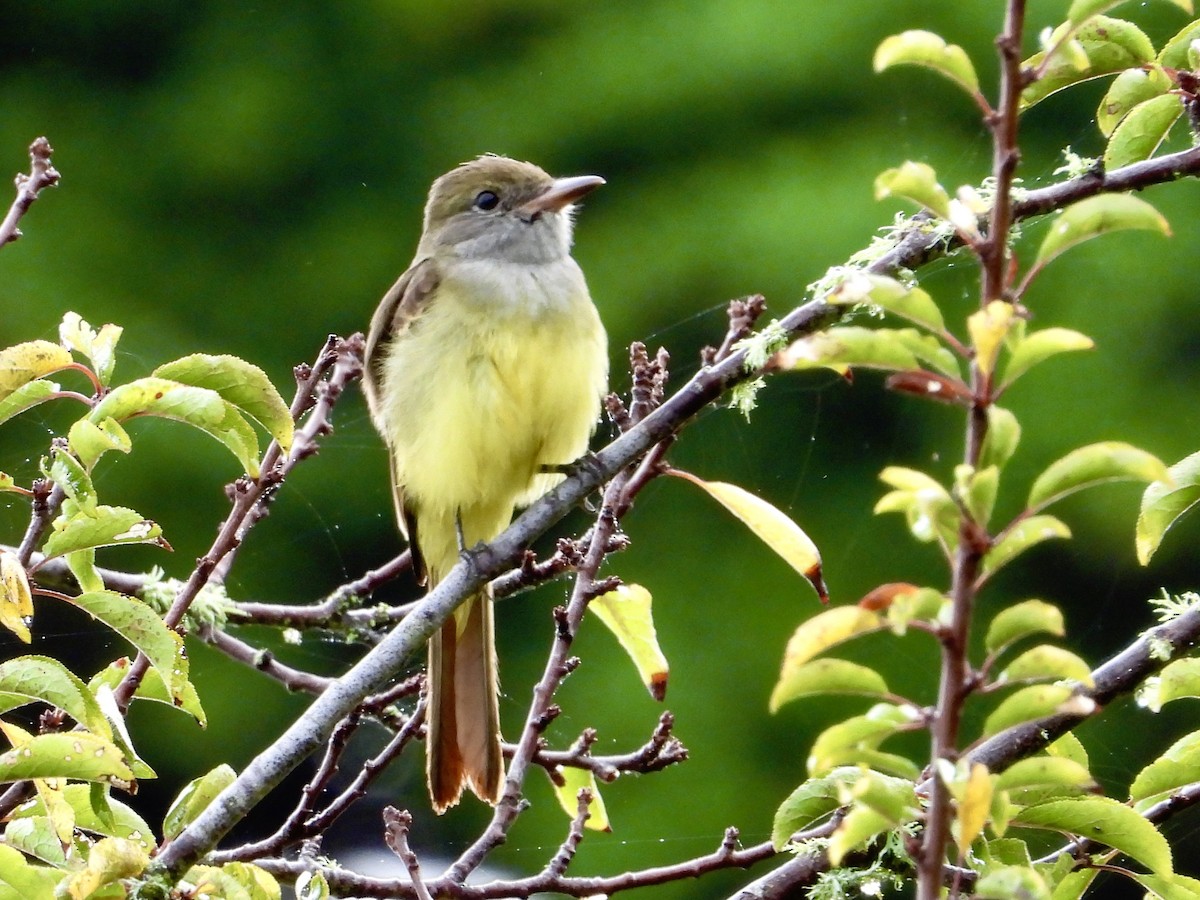Great Crested Flycatcher - ML642821307